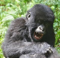 Gorilla beringei beringei