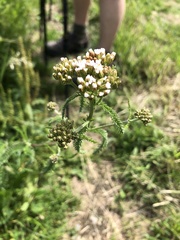 Achillea millefolium