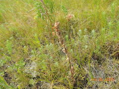Pedicularis dasystachys