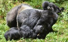 Gorilla beringei beringei
