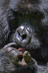 Gorilla beringei beringei