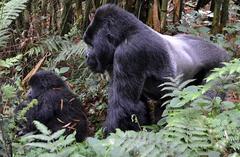 Gorilla beringei beringei