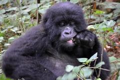 Gorilla beringei beringei