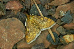 Anania verbascalis