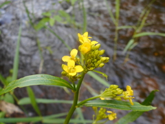Rorippa amphibia
