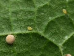 Aphis umbrella