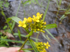 Rorippa amphibia