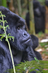 Gorilla beringei beringei