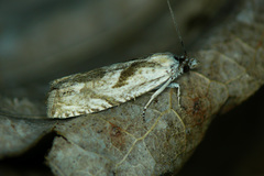 Eucosma metzneriana