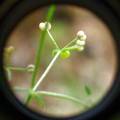 Macroglossum stellatarum
