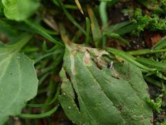 Phytomyza plantaginis