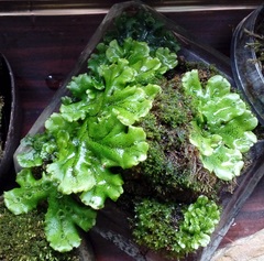 Marchantia polymorpha ruderalis