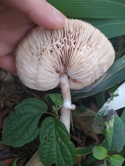 Agaricineae