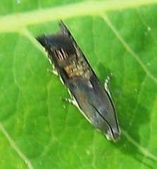 Grapholita angleseana