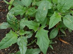 Chenopodiastrum hybridum