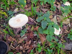 Agaricineae
