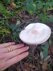Agaricineae