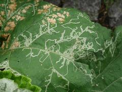 Phytomyza lappae