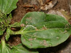 Phytomyza plantaginis