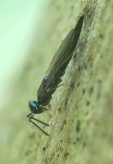 Calosota acron