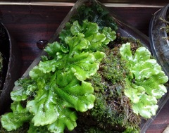 Marchantia polymorpha ruderalis