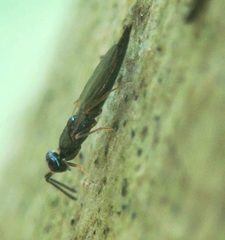 Calosota acron