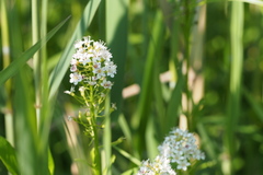 Lysimachia leucantha