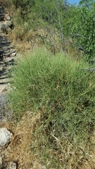 Ephedra trifurca