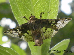 Lepidoptera