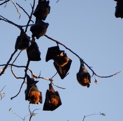 Pteropus seychellensis comorensis