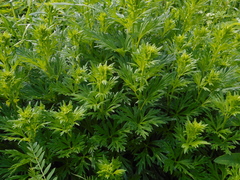 Aconitum × cammarum, photograph Eugene Popov, CC BY, iNaturalist via GBIF
