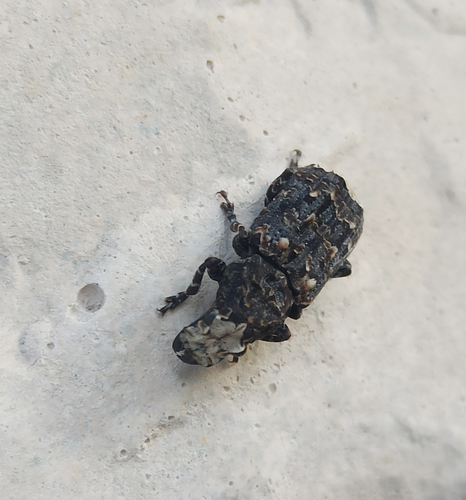 Resin Weevil (Platyrhinus resinosus)