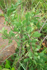 Gymnosporia glaucophylla image