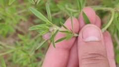 Trifolium arvense