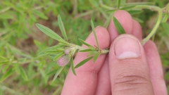 Trifolium arvense