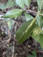 Tricalysia capensis transvaalensis