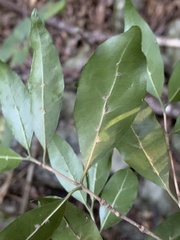 Tricalysia capensis transvaalensis