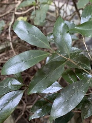 Tricalysia capensis transvaalensis