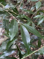 Tricalysia capensis transvaalensis