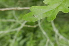 Argyresthia spinosella