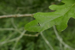 Argyresthia spinosella