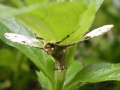 Lepidoptera