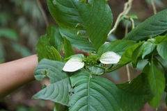 Mussaenda macrophylla