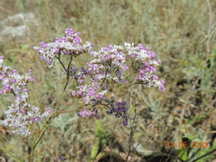 Limonium caspium