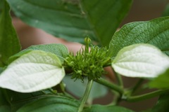 Mussaenda macrophylla