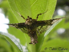 Lepidoptera