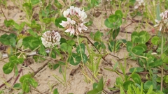 Trifolium repens