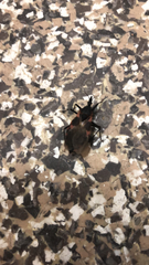 Triatoma sanguisuga