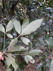 Englerophytum natalense