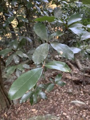 Englerophytum natalense